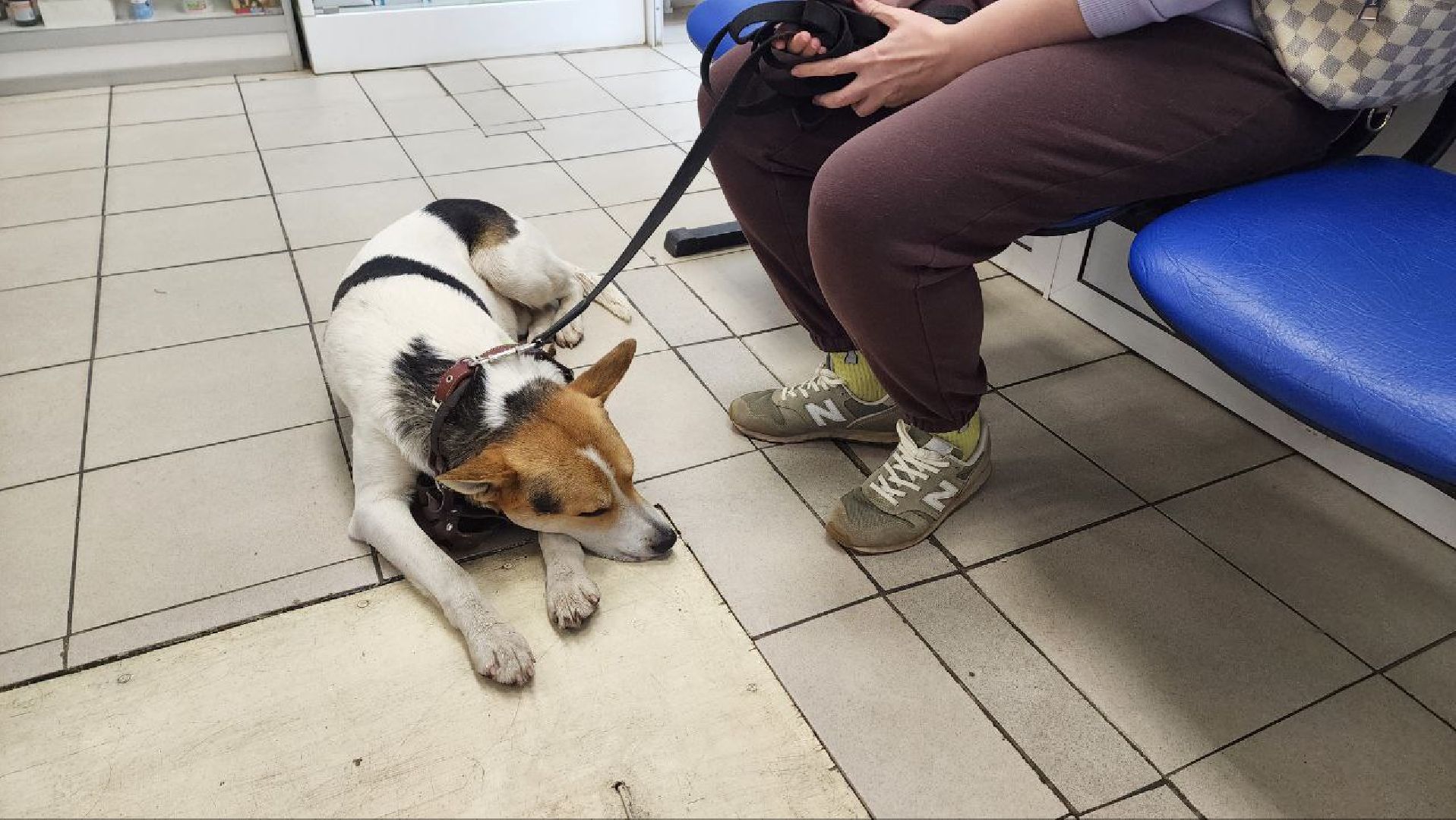 Дмитров, Ветстанция, Чипирование, Минсельхоз,