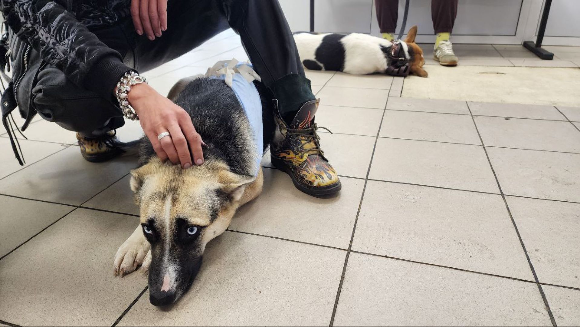 Дмитров, Ветстанция, Чипирование, Минсельхоз,