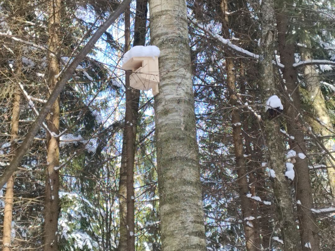 Истра, экология, волонтеры, кормушки, активные жители