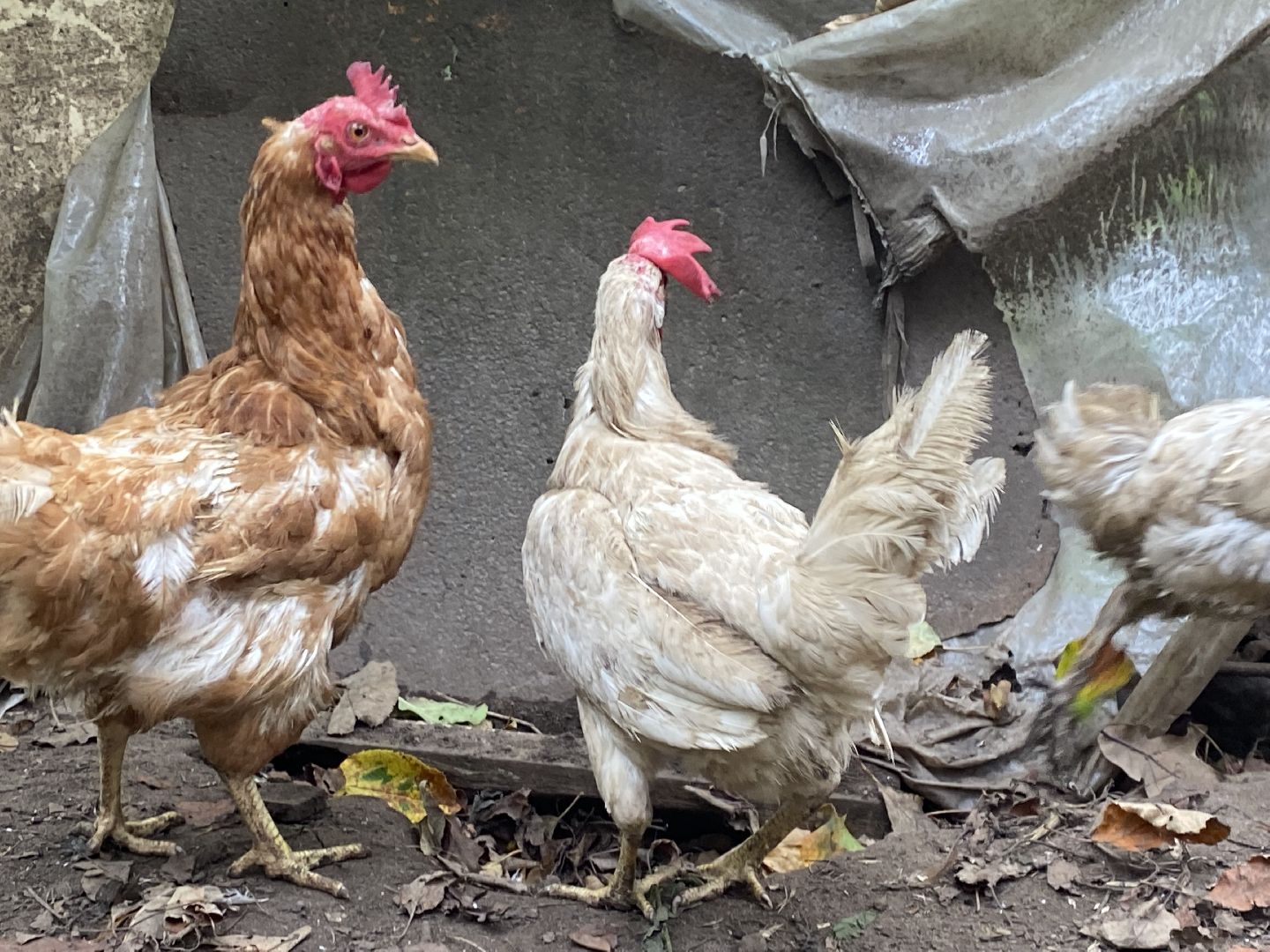 Балашиха, микрорайон салтыковка, активное долголетие,