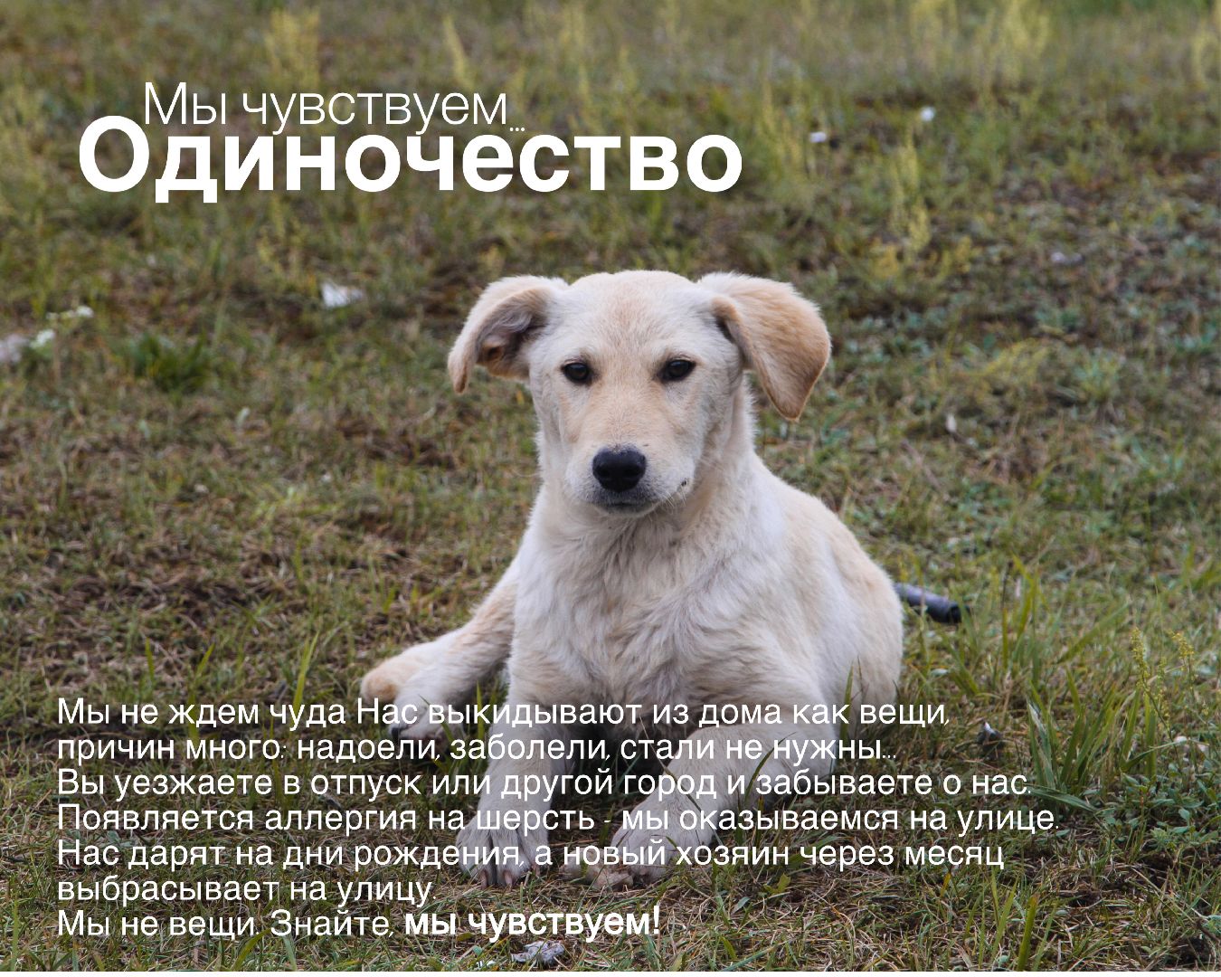 Шатура, день защиты животных,мы чувствуем,