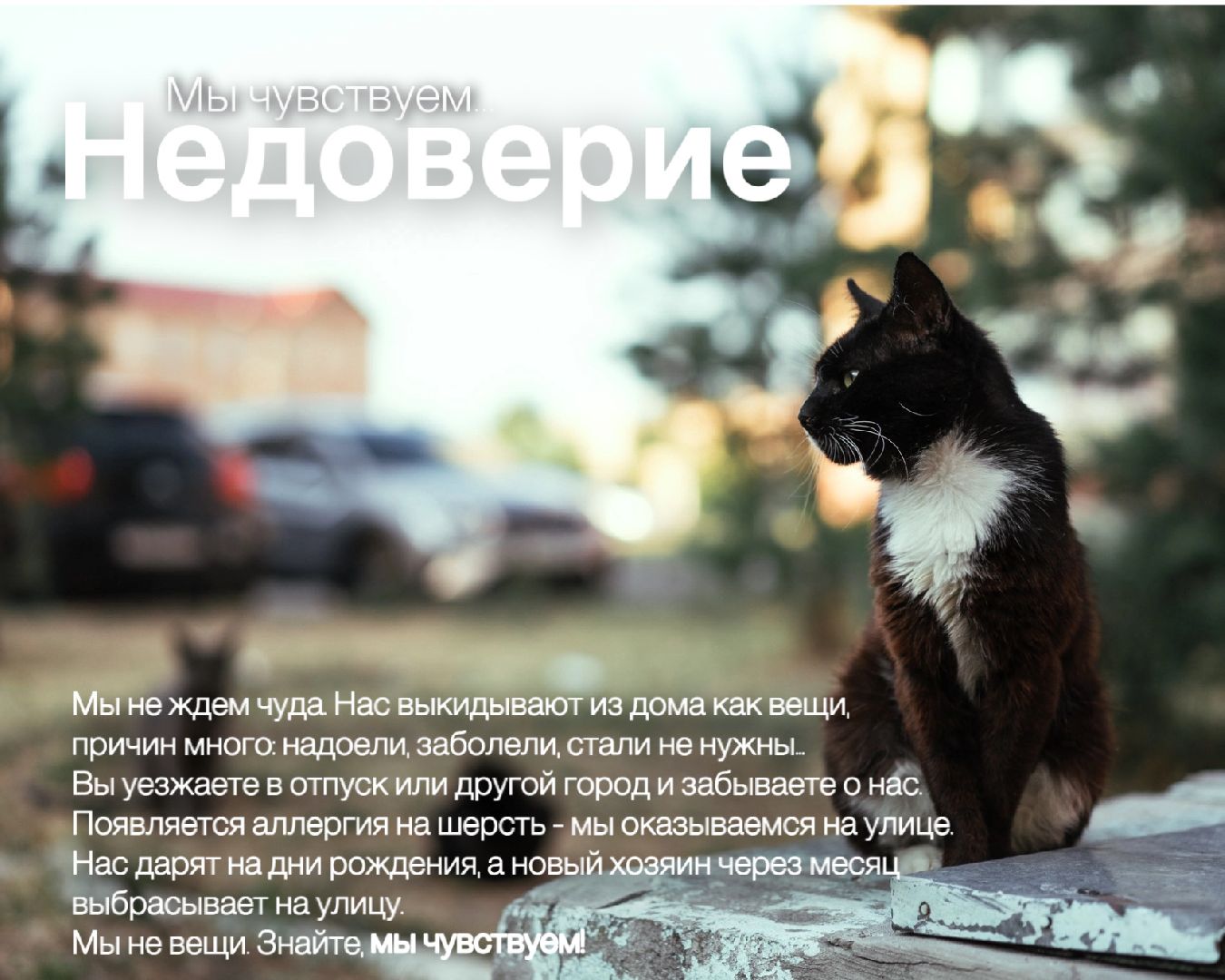 Шатура, день защиты животных,мы чувствуем,