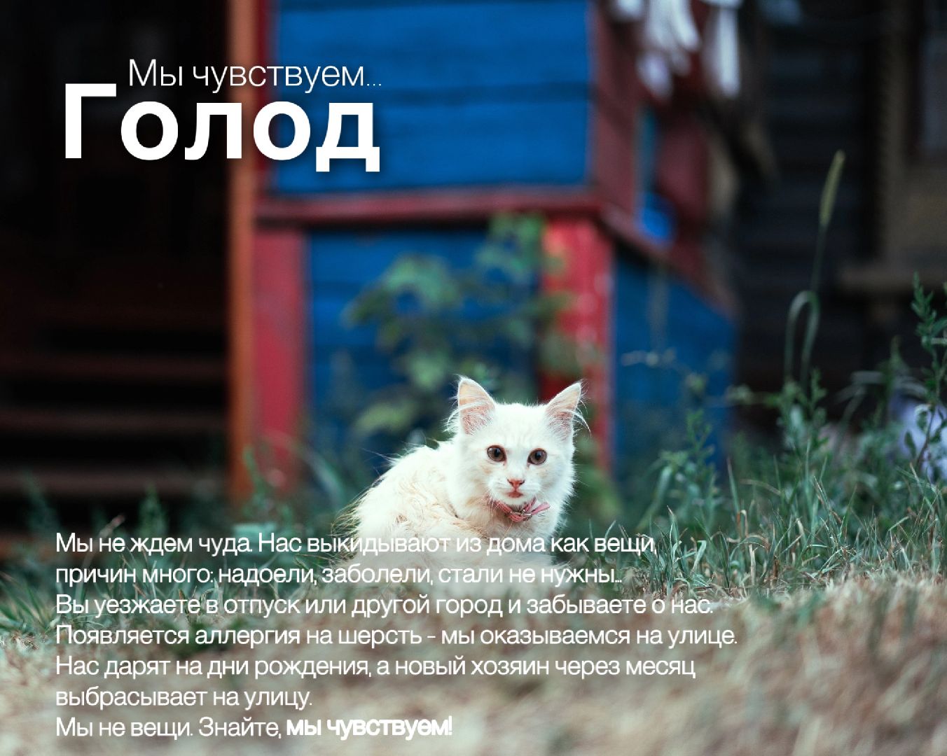 Шатура, день защиты животных,мы чувствуем,