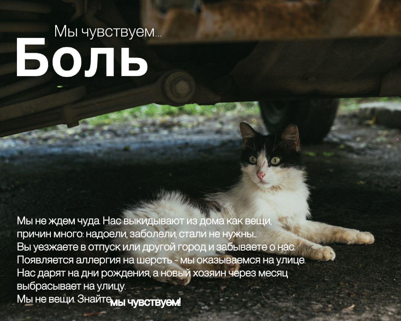 Шатура, день защиты животных,мы чувствуем,