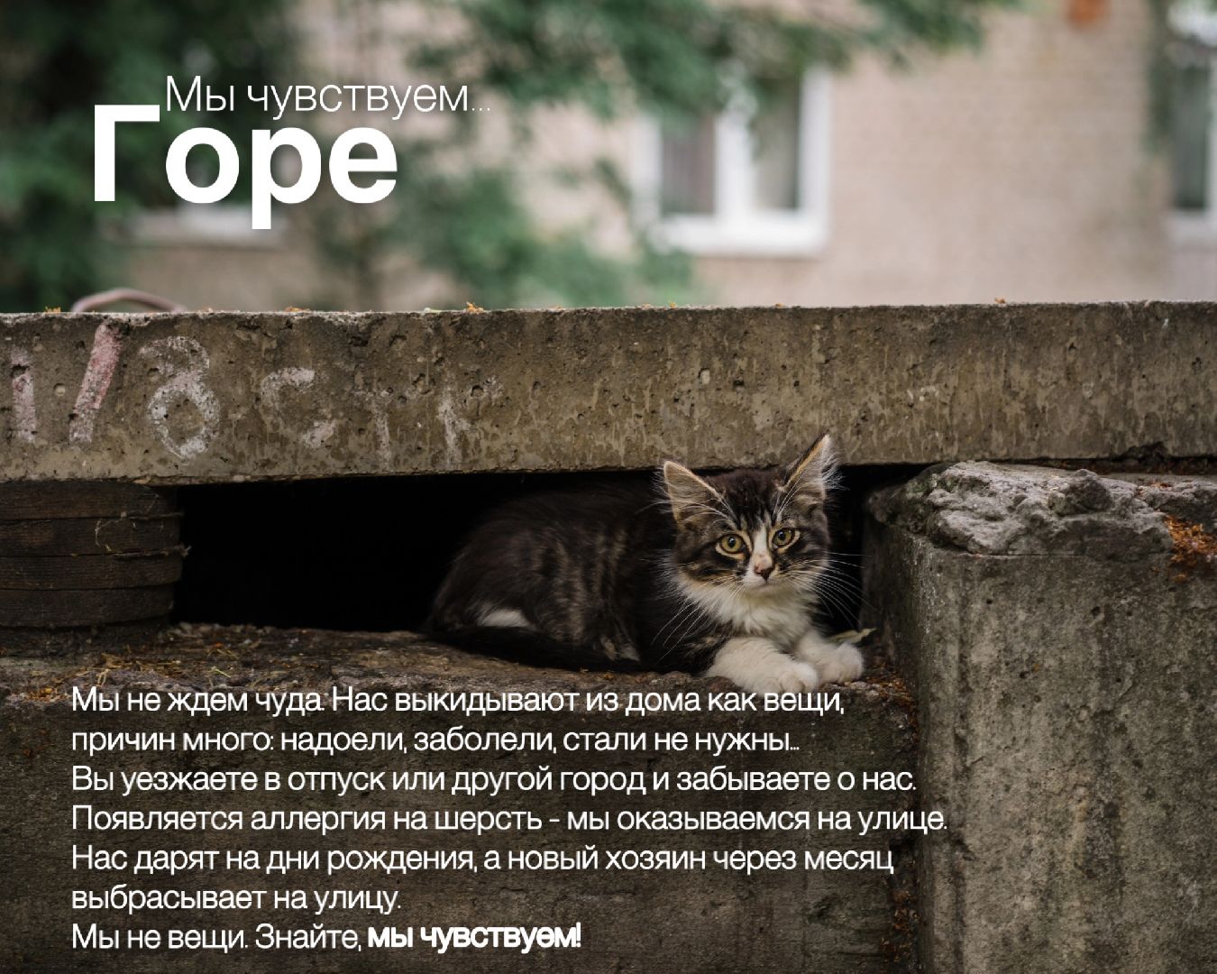 Шатура, день защиты животных,мы чувствуем,