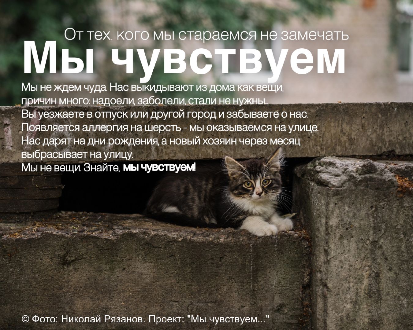 Шатура, день защиты животных,мы чувствуем,