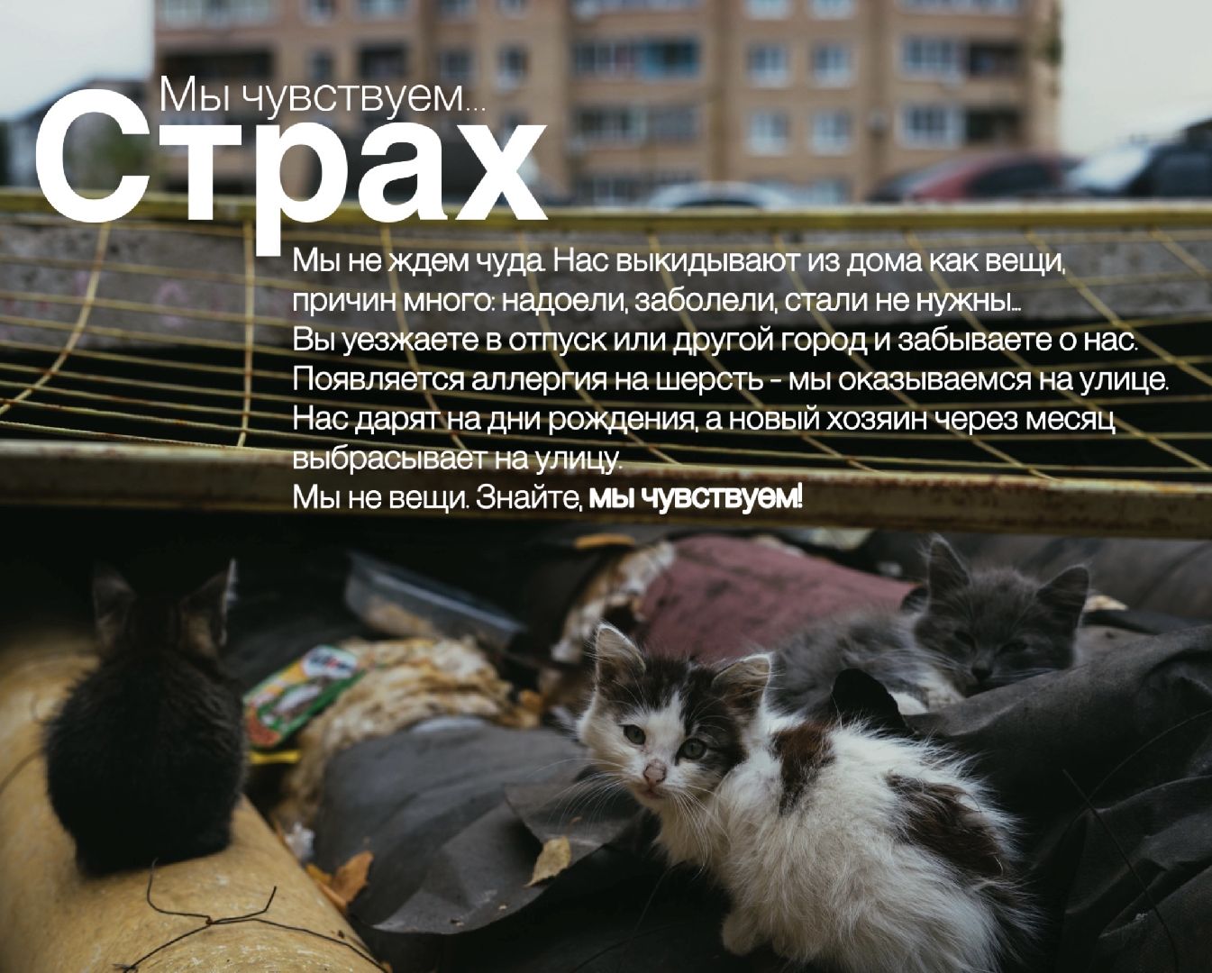 Шатура, день защиты животных,мы чувствуем,