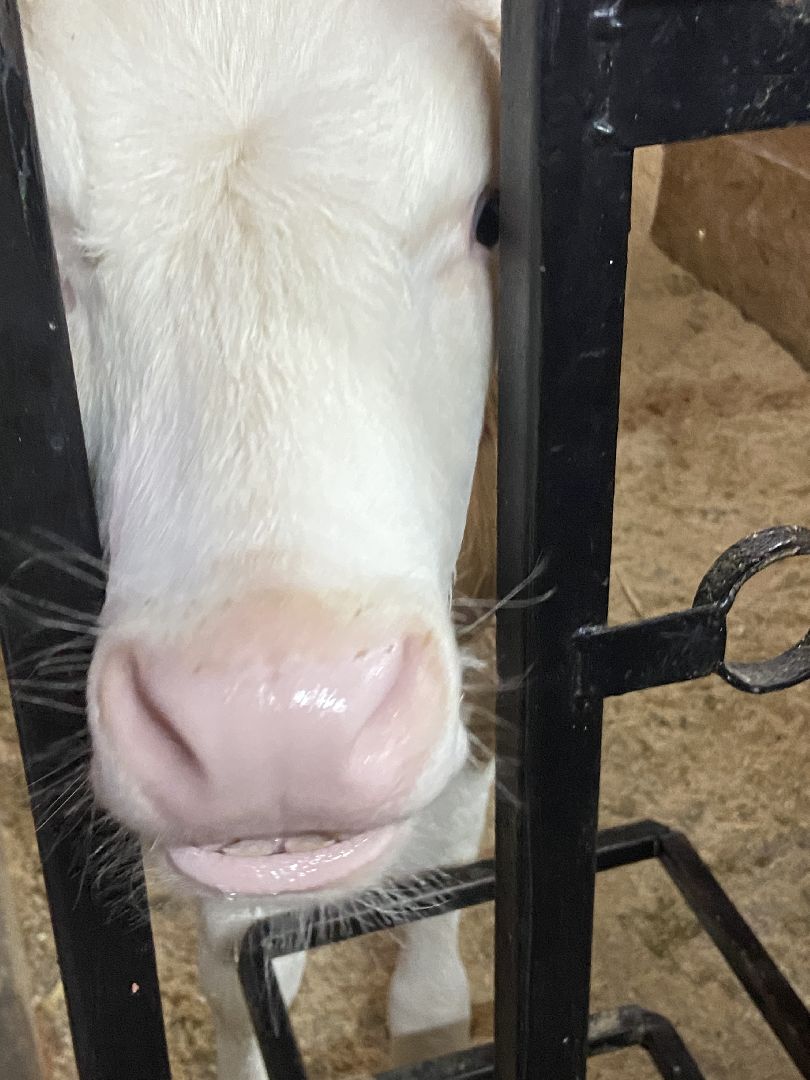 туризм, промышленный туризм, сыроварня,