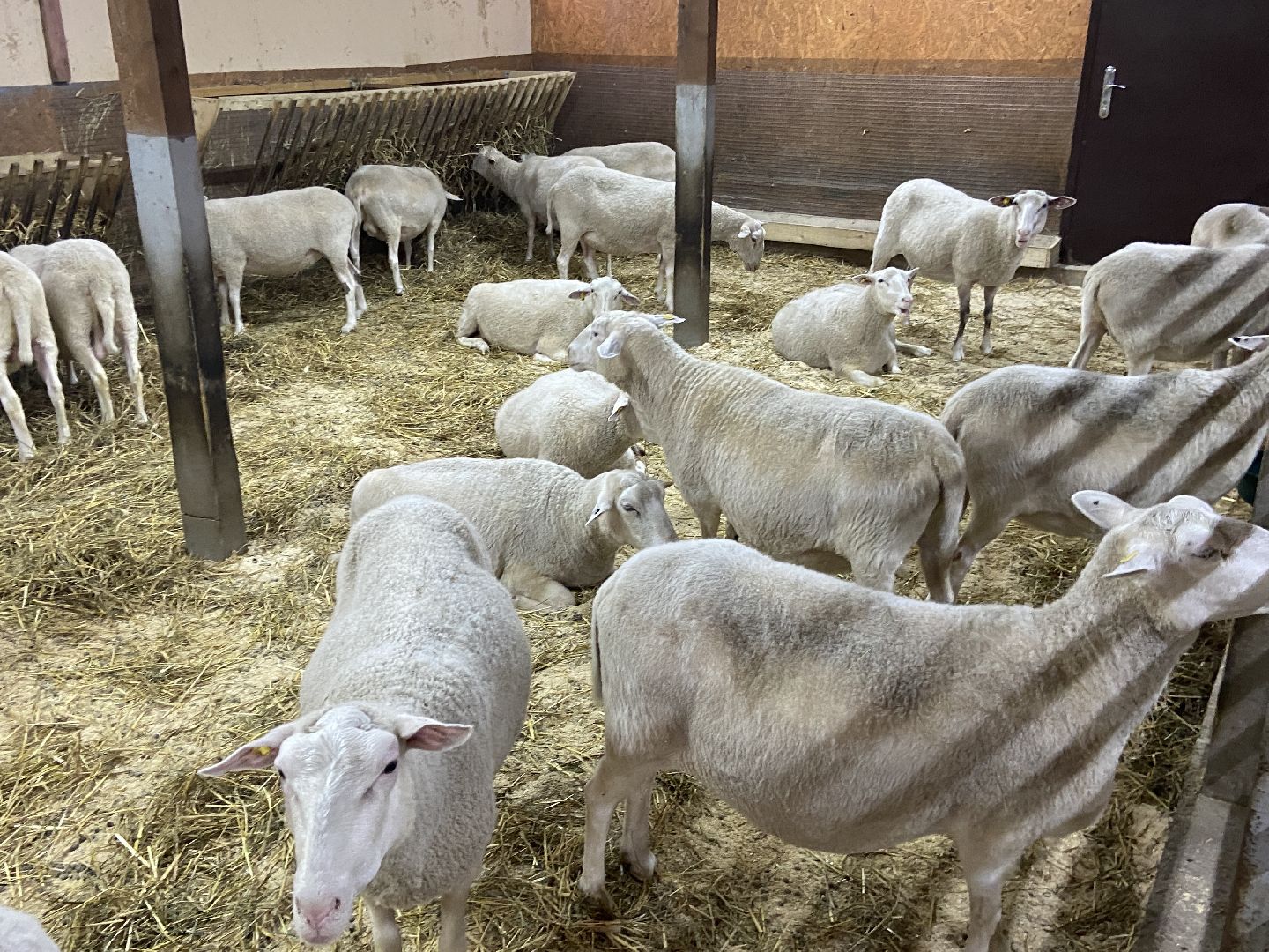 туризм, промышленный туризм, сыроварня,