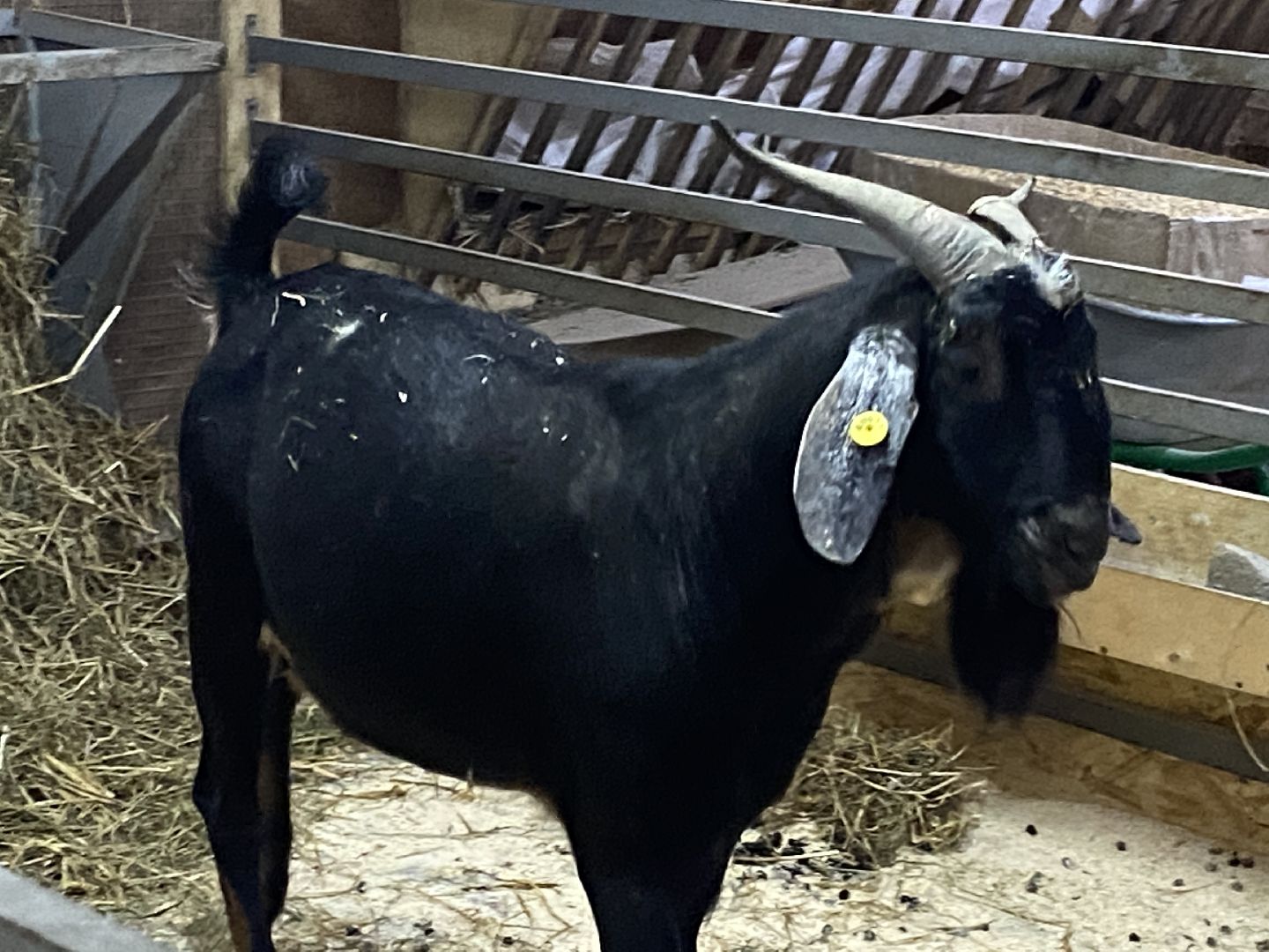 туризм, промышленный туризм, сыроварня,