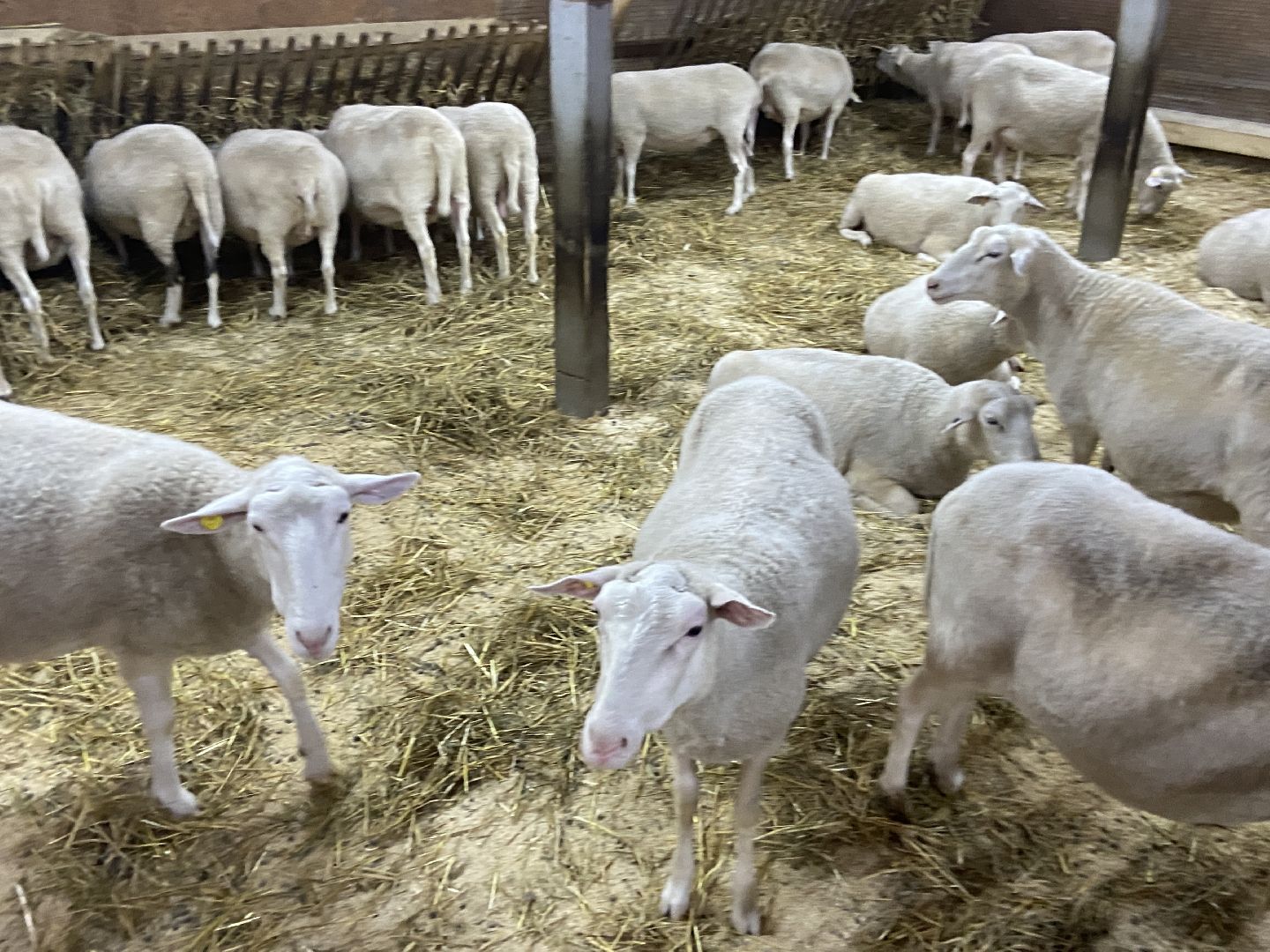 туризм, промышленный туризм, сыроварня,