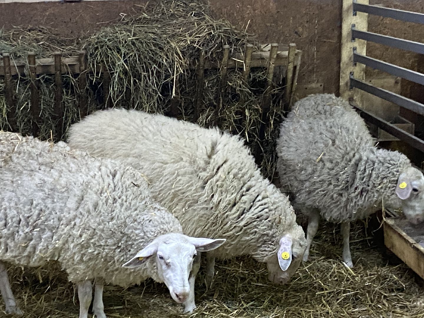 туризм, промышленный туризм, сыроварня,