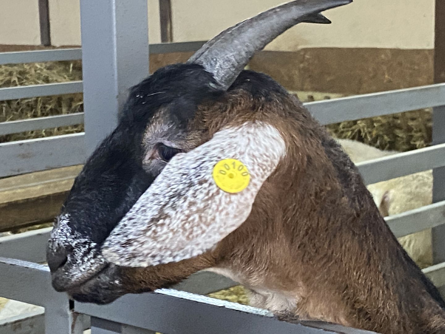 туризм, промышленный туризм, сыроварня,