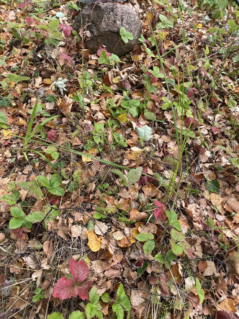 волоколамск, краеведение, краеведы, история, история россии, деревня, кладбище, жители, легенды, миф,