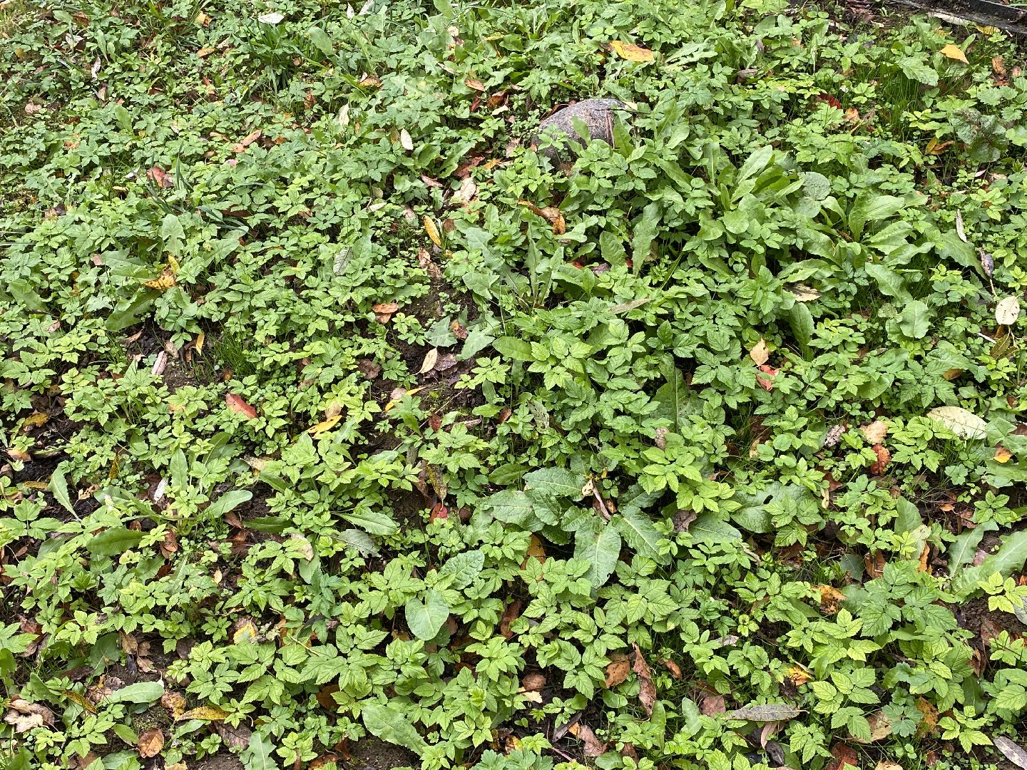 волоколамск, краеведение, краеведы, история, история россии, деревня, кладбище, жители, легенды, миф,