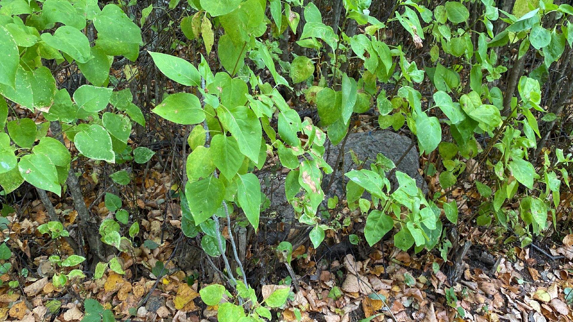волоколамск, краеведение, краеведы, история, история россии, деревня, кладбище, жители, легенды, миф,