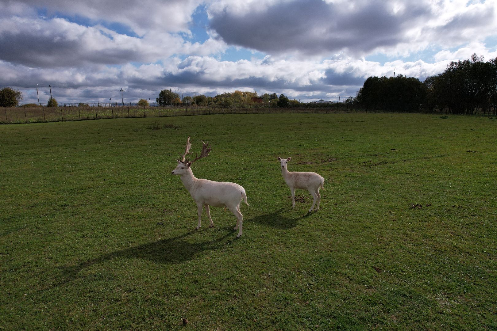 лошади, туризм, можайск,видео с коптера,