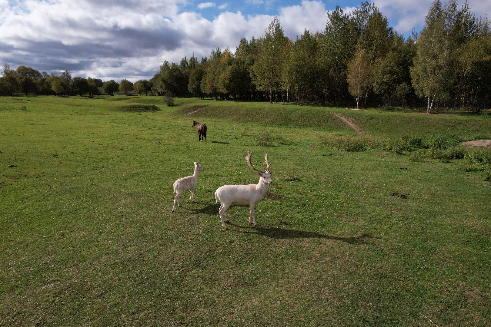 лошади, туризм, можайск,видео с коптера,