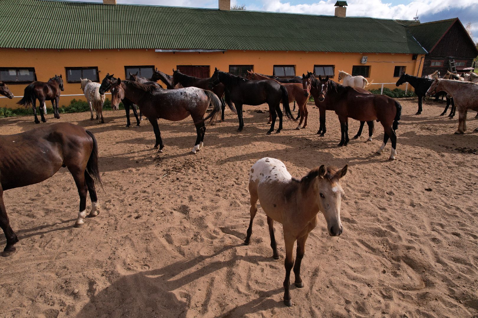 лошади, туризм, можайск,видео с коптера,