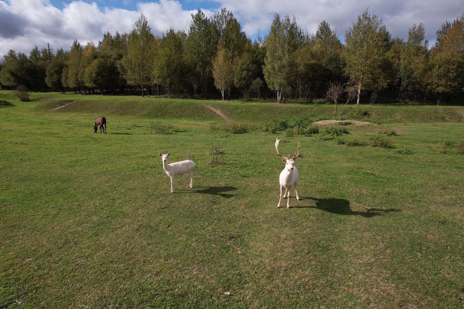 лошади, туризм, можайск,видео с коптера,