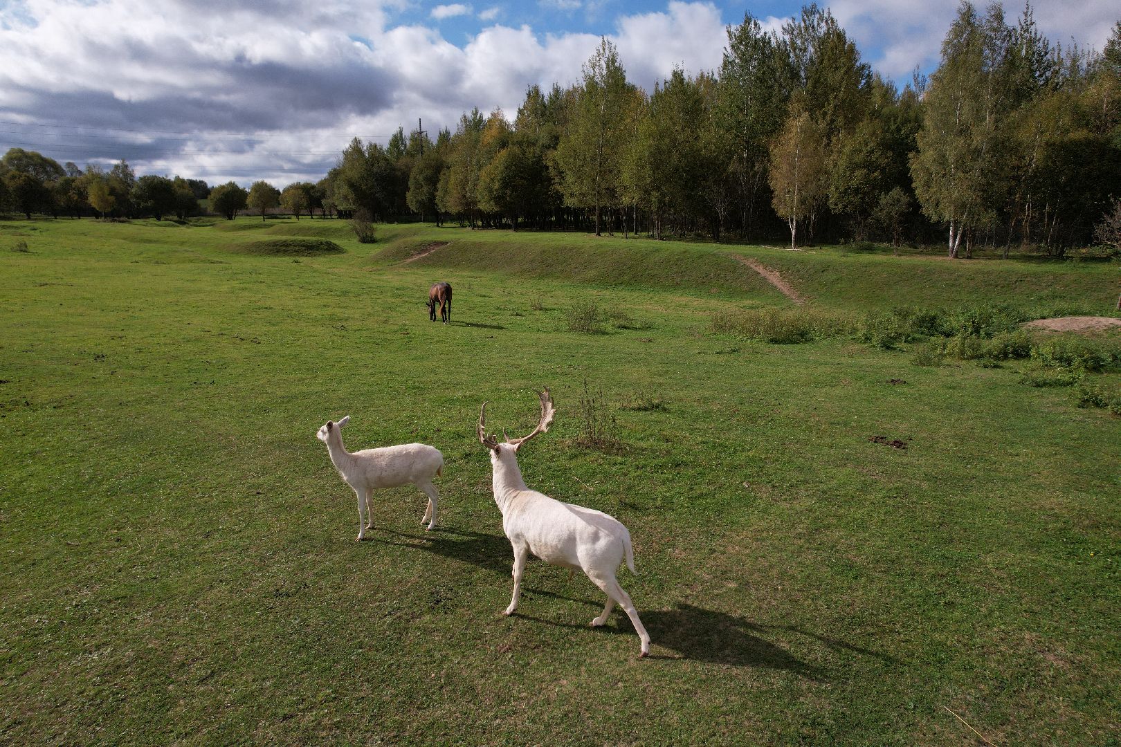 лошади, туризм, можайск,видео с коптера,