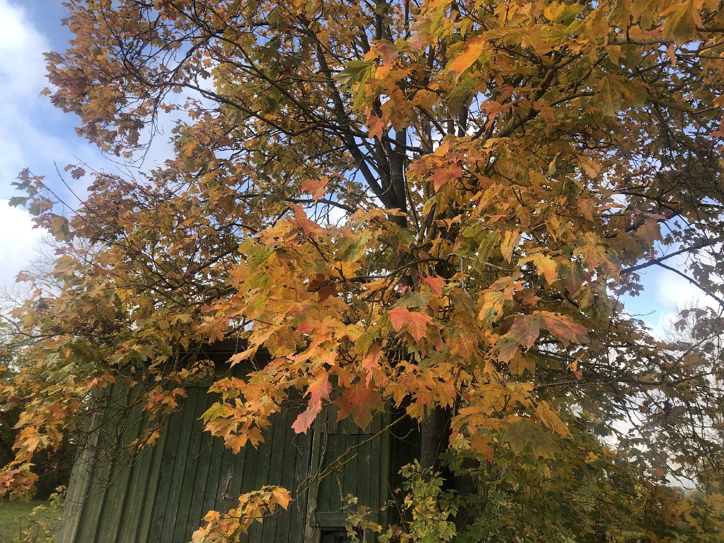 погода, коломна, бабье лето,