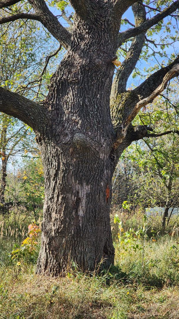 Дмитровский Погост, Большая Шатура, благоустройство, реконструкция,