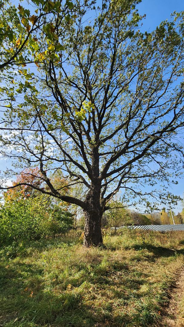 Дмитровский Погост, Большая Шатура, благоустройство, реконструкция,