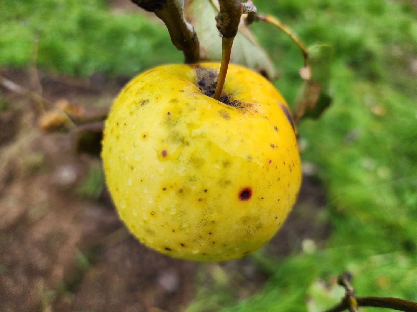 Можайск, можайский городской округ, подмосковье, яблоневый сад, яблони, деревья, акции, сво, военнослужащие, поддержка, память,