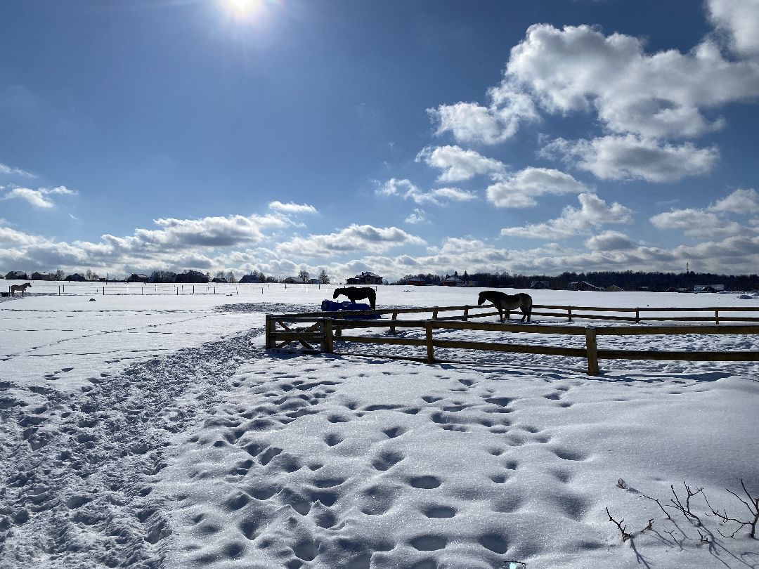 Ребенок, ДЦП, иппотерапия