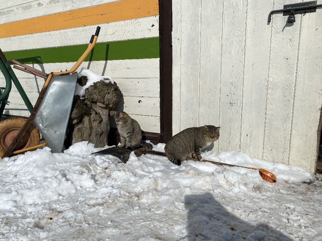 Ребенок, ДЦП, иппотерапия