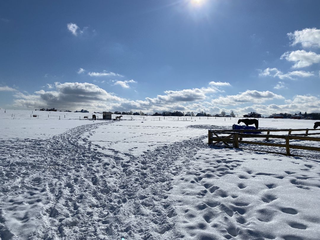 Ребенок, ДЦП, иппотерапия