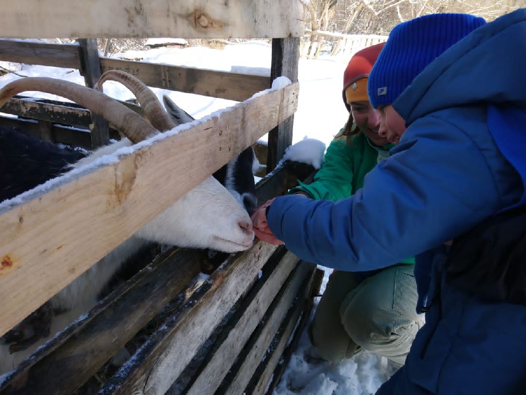 Ребенок, ДЦП, иппотерапия