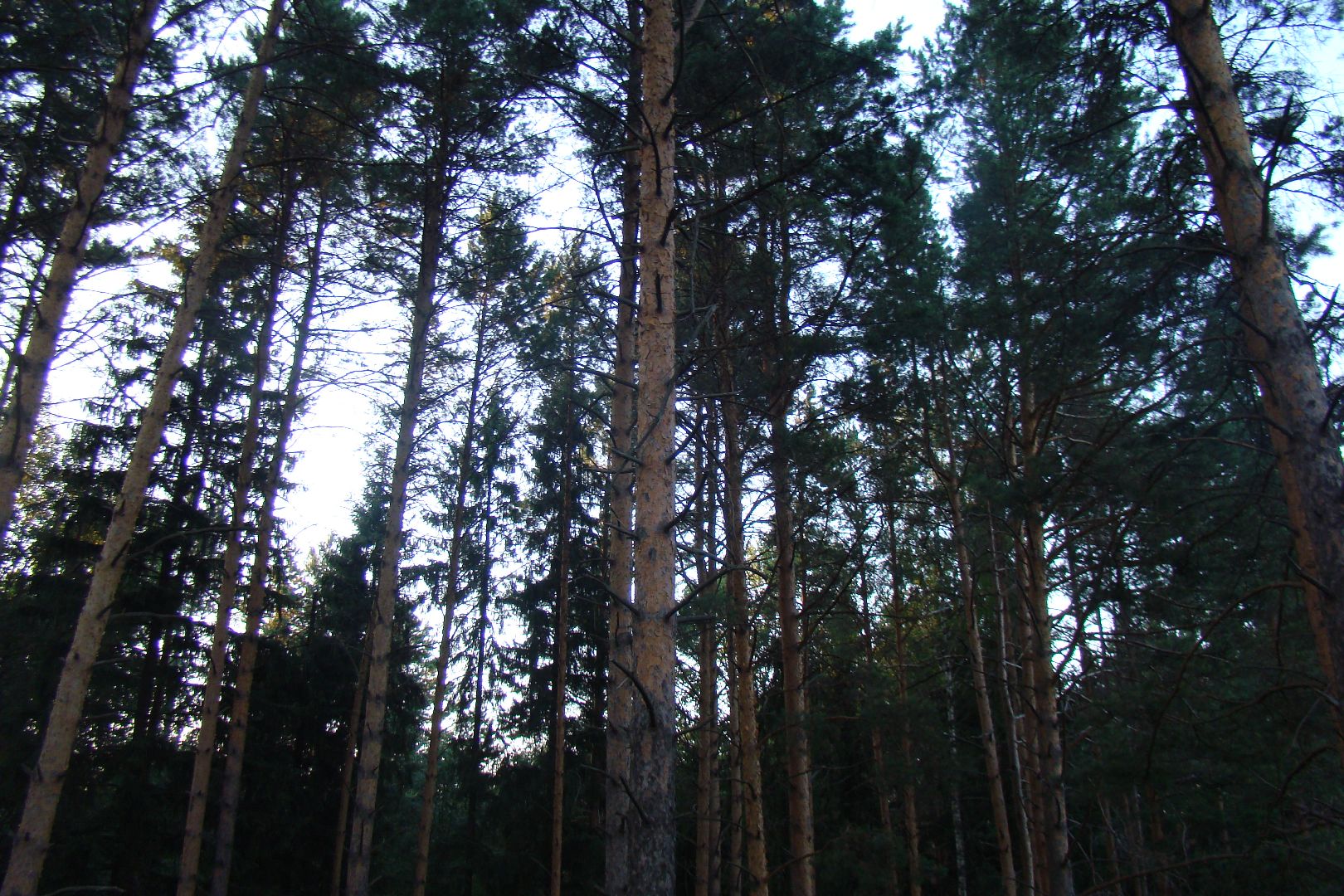 шаховская, мертвое озеро, легенда, байки, Страшилки,