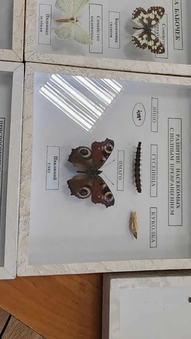 подольск, климовск, лицей,