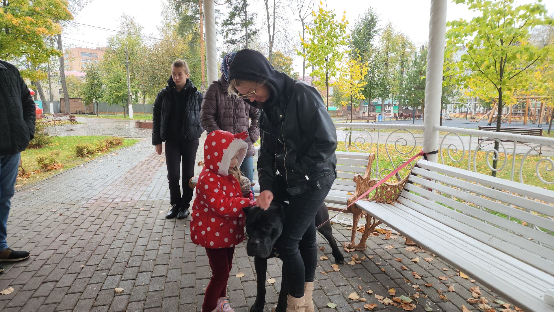 павловский посад, городской округ павловский посад, спецоперация, люди, собаки, приют, благотворительность,