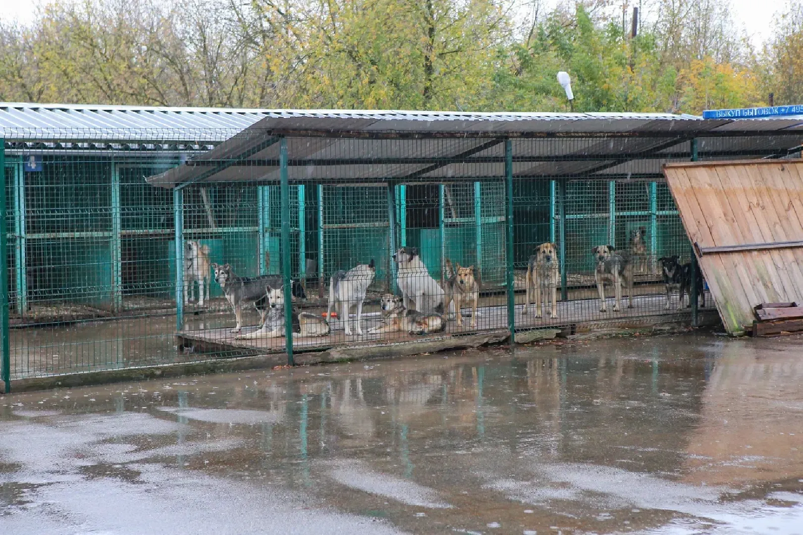 химки, бездомные животные, мгер, приют для животных,