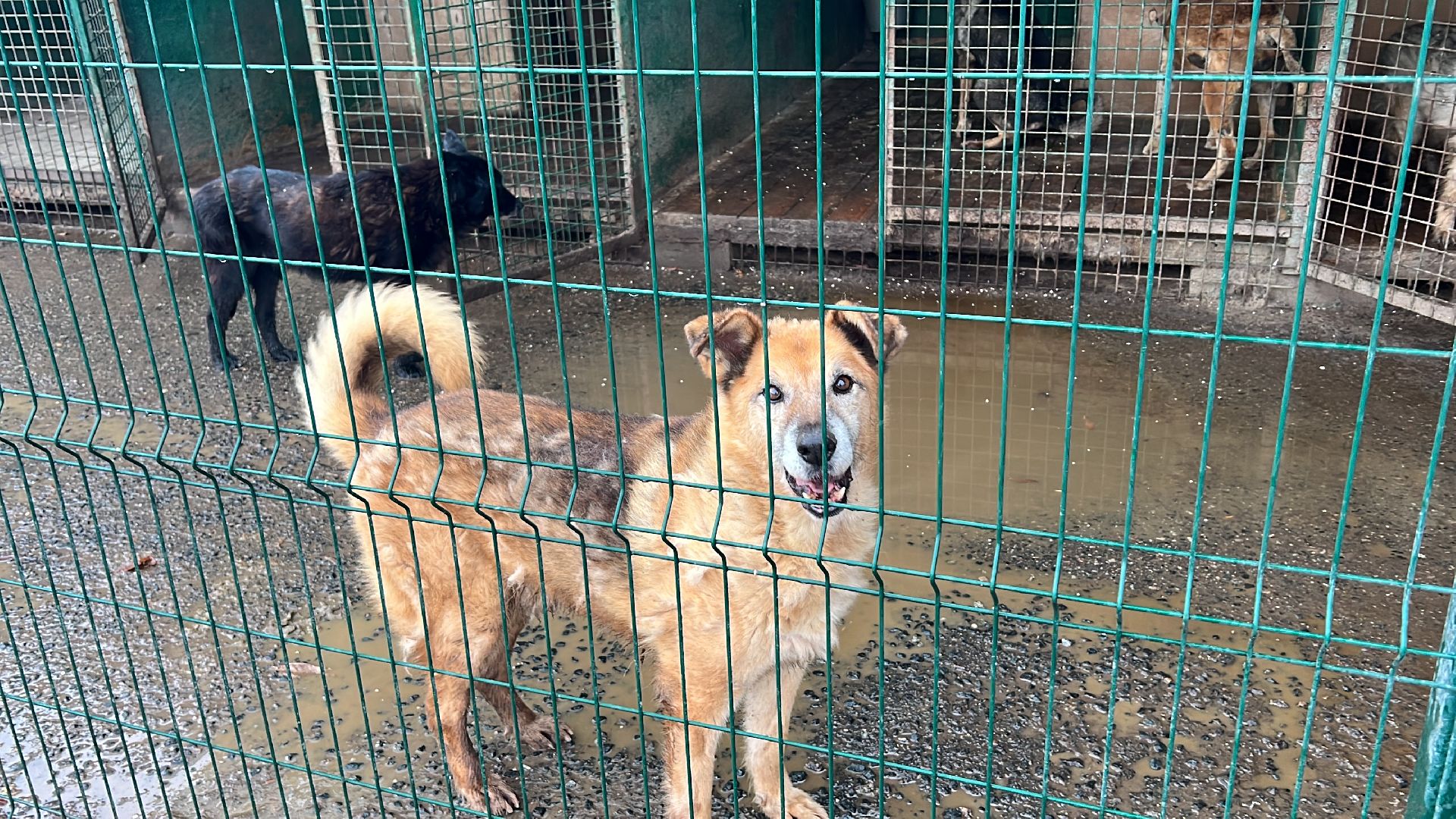 химки, бездомные животные, мгер, приют для животных,