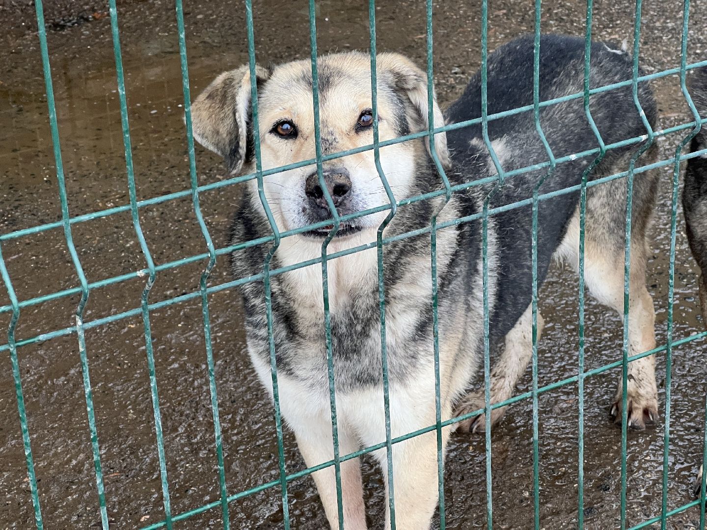 химки, бездомные животные, мгер, приют для животных,