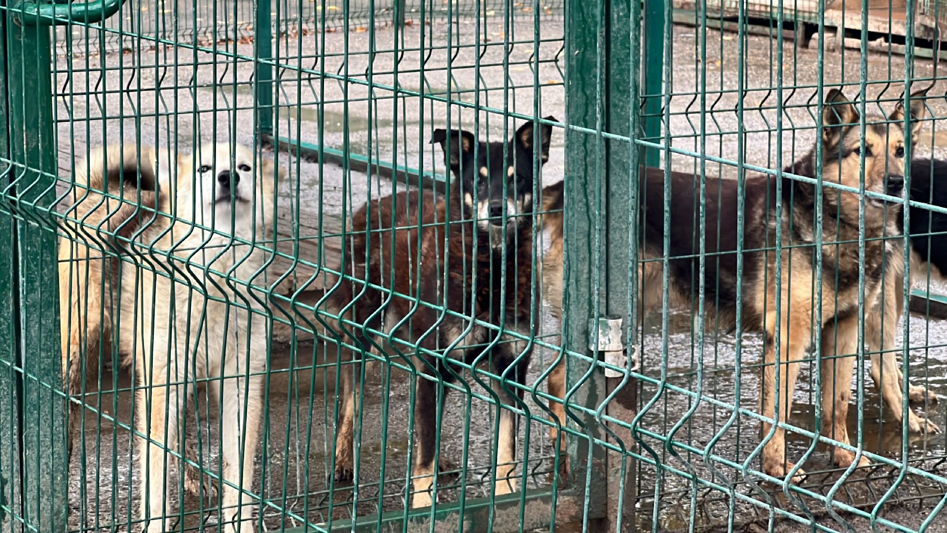 химки, бездомные животные, мгер, приют для животных,