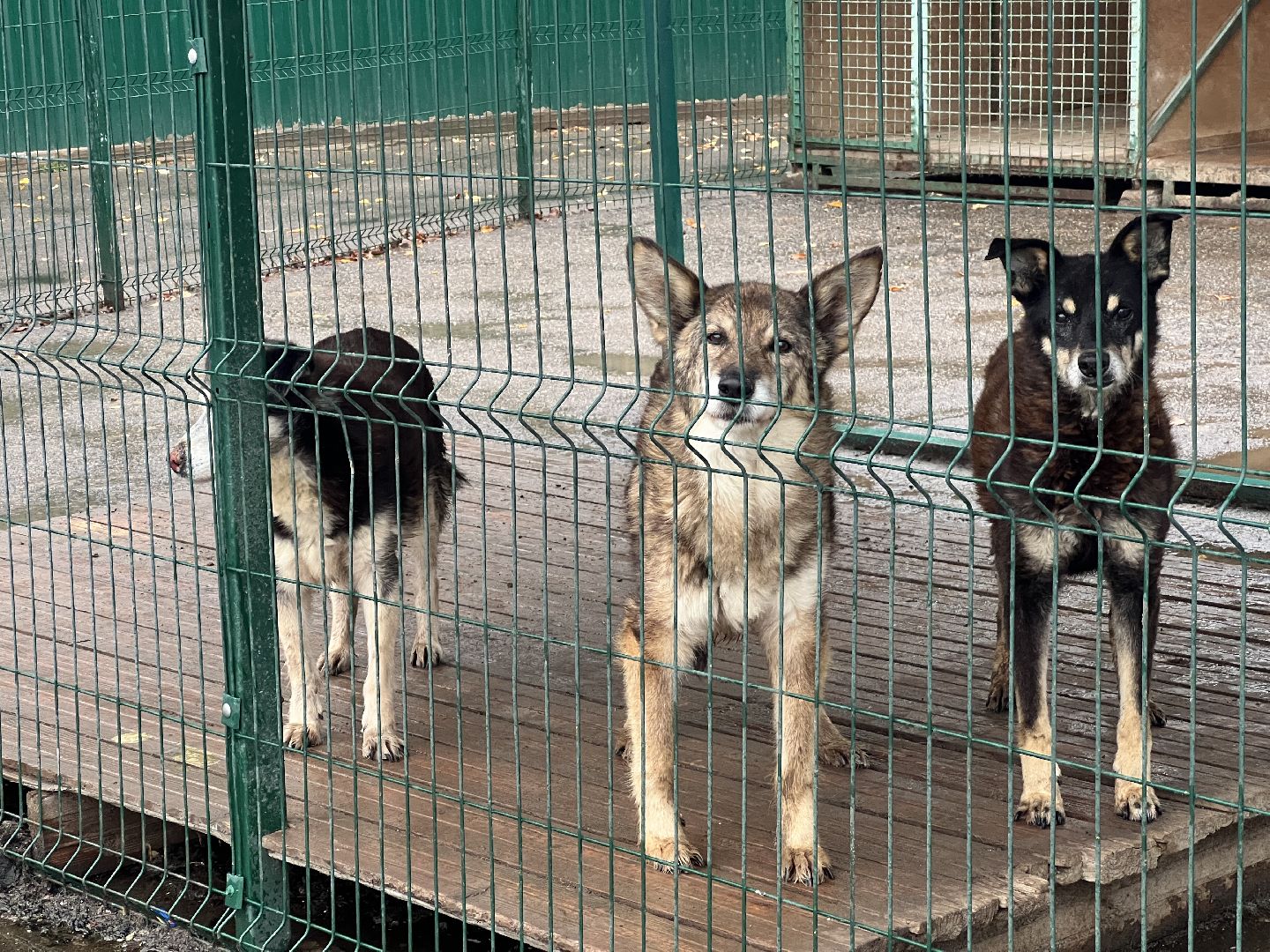 химки, бездомные животные, мгер, приют для животных,