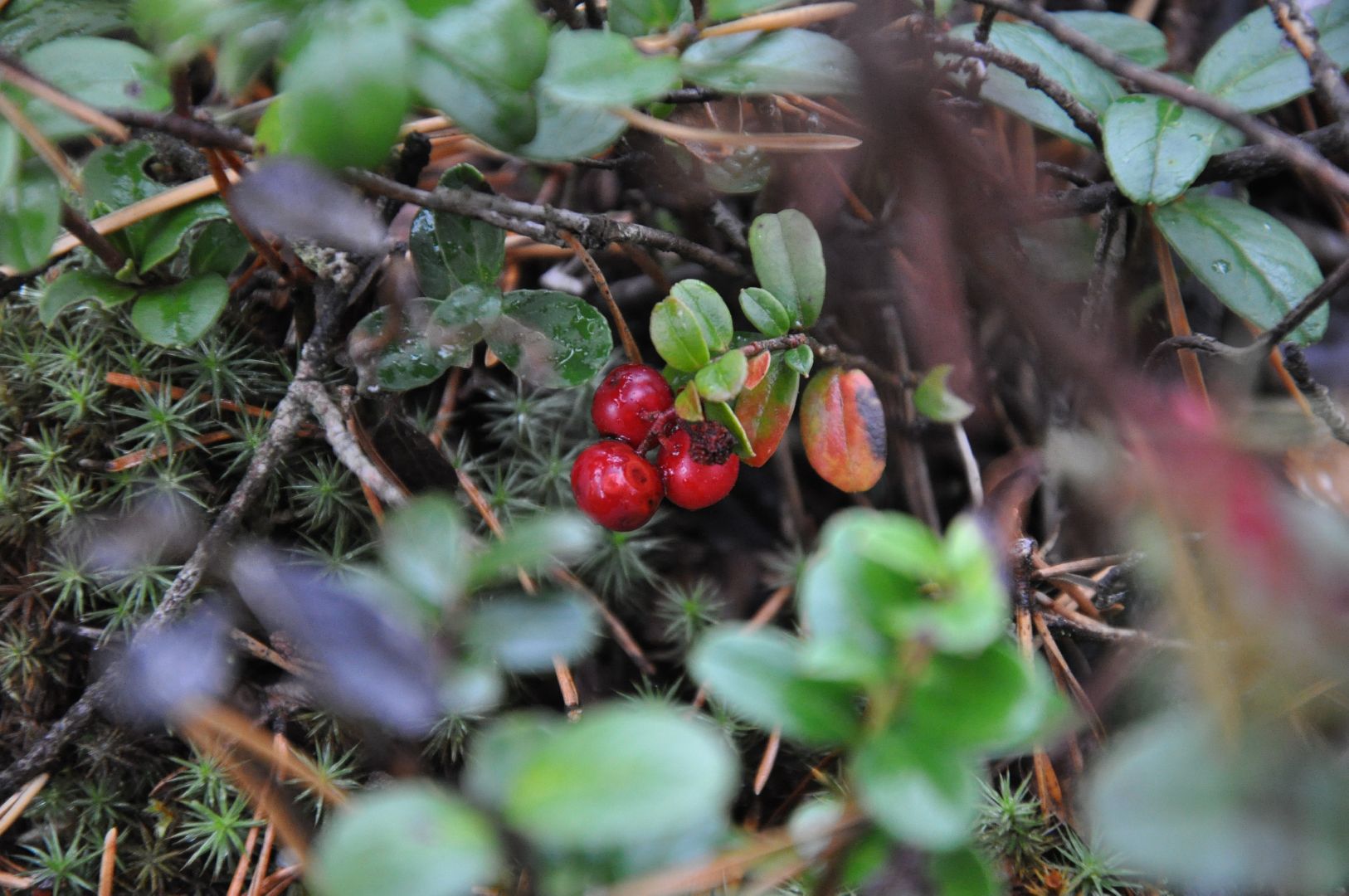 волоколамск, шитьково, болота, озеро, торфянники, легенды, миф, сказки, лес, лесное озеро,