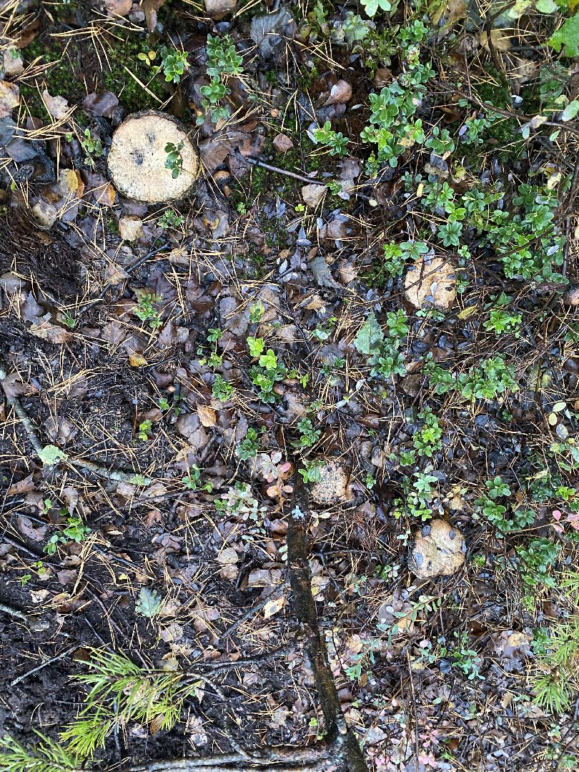 волоколамск, шитьково, болота, озеро, торфянники, легенды, миф, сказки, лес, лесное озеро,