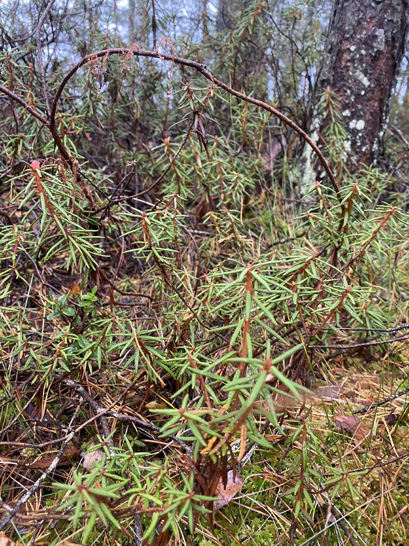 волоколамск, шитьково, болота, озеро, торфянники, легенды, миф, сказки, лес, лесное озеро,