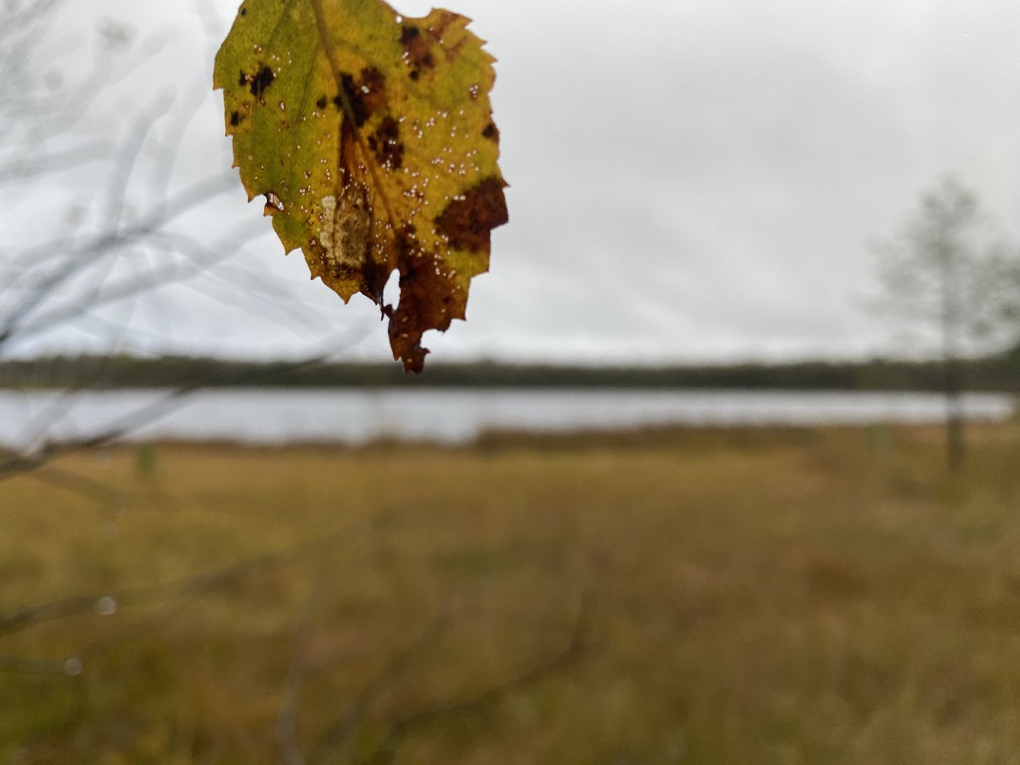волоколамск, шитьково, болота, озеро, торфянники, легенды, миф, сказки, лес, лесное озеро,