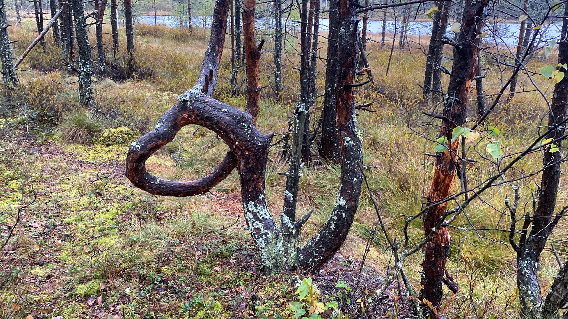 волоколамск, шитьково, болота, озеро, торфянники, легенды, миф, сказки, лес, лесное озеро,