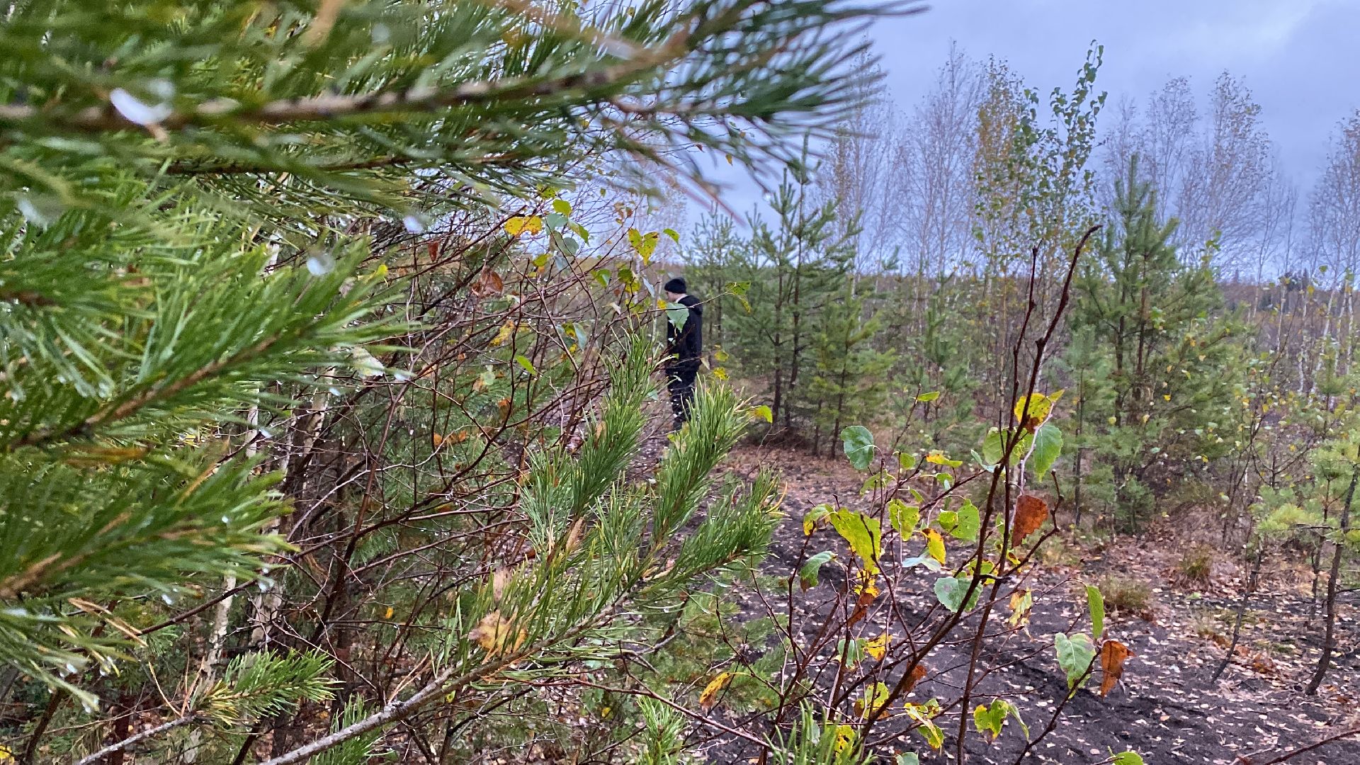 волоколамск, шитьково, болота, озеро, торфянники, легенды, миф, сказки, лес, лесное озеро,
