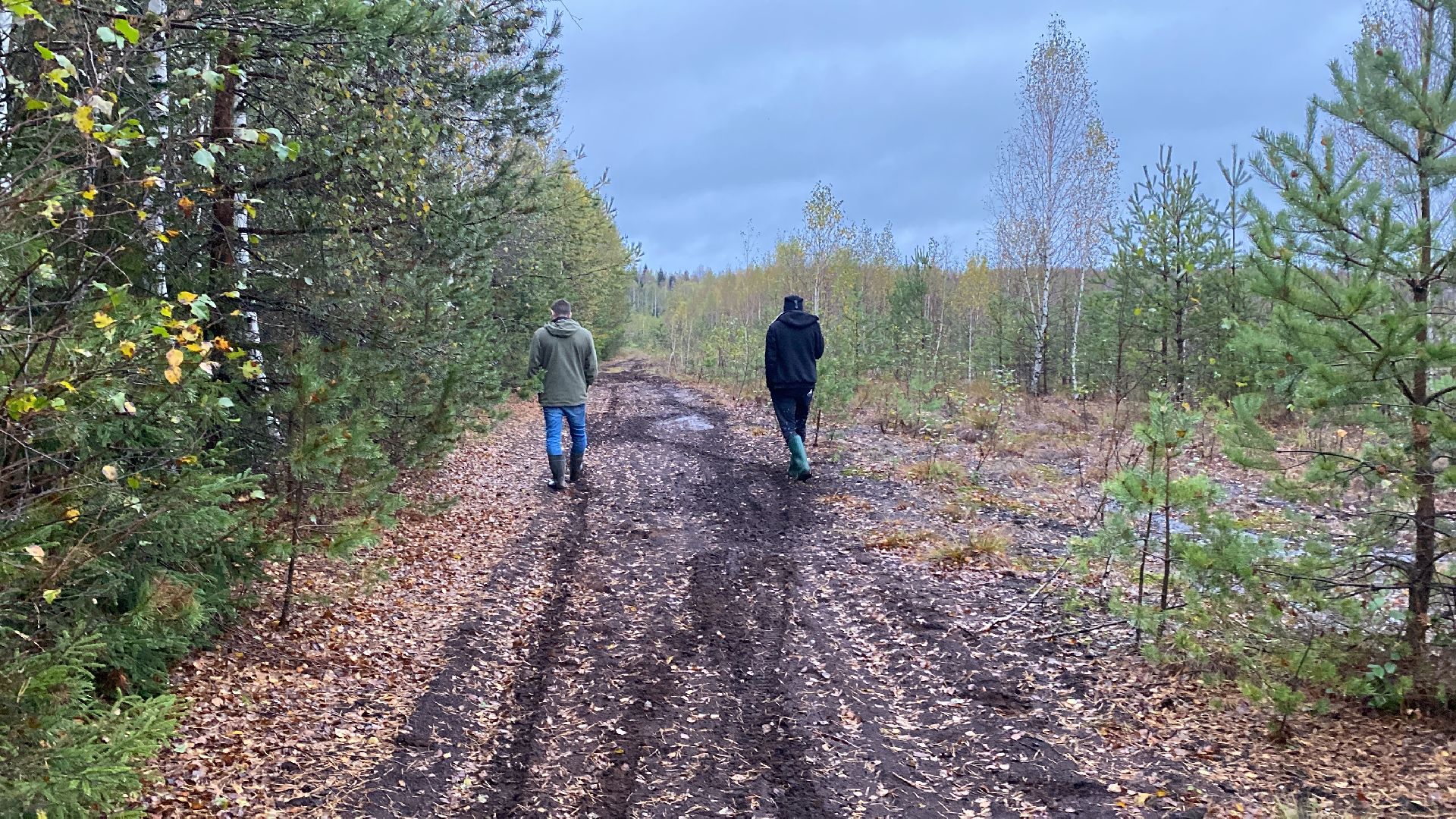 волоколамск, шитьково, болота, озеро, торфянники, легенды, миф, сказки, лес, лесное озеро,