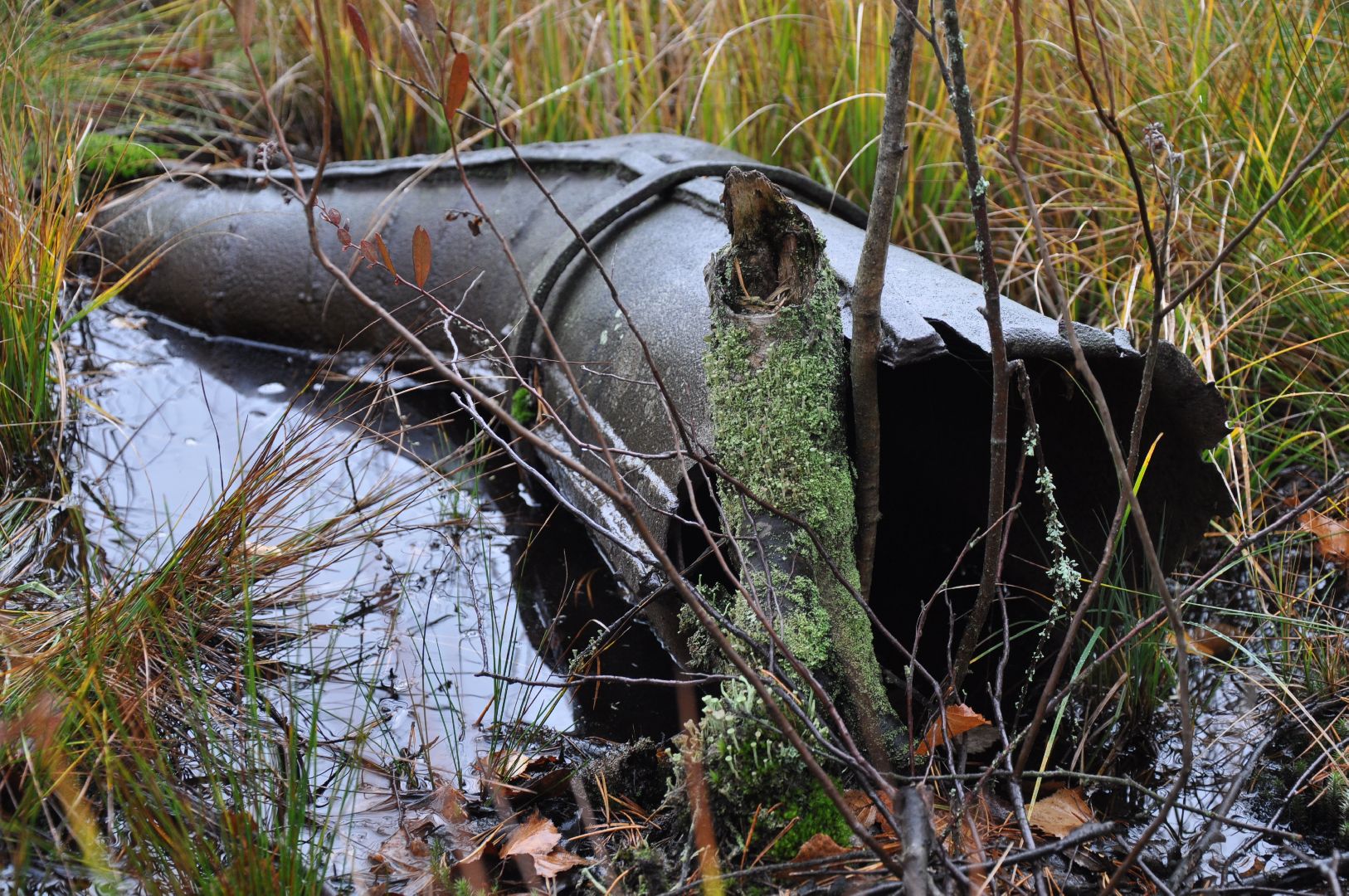волоколамск, шитьково, болота, озеро, торфянники, легенды, миф, сказки, лес, лесное озеро,