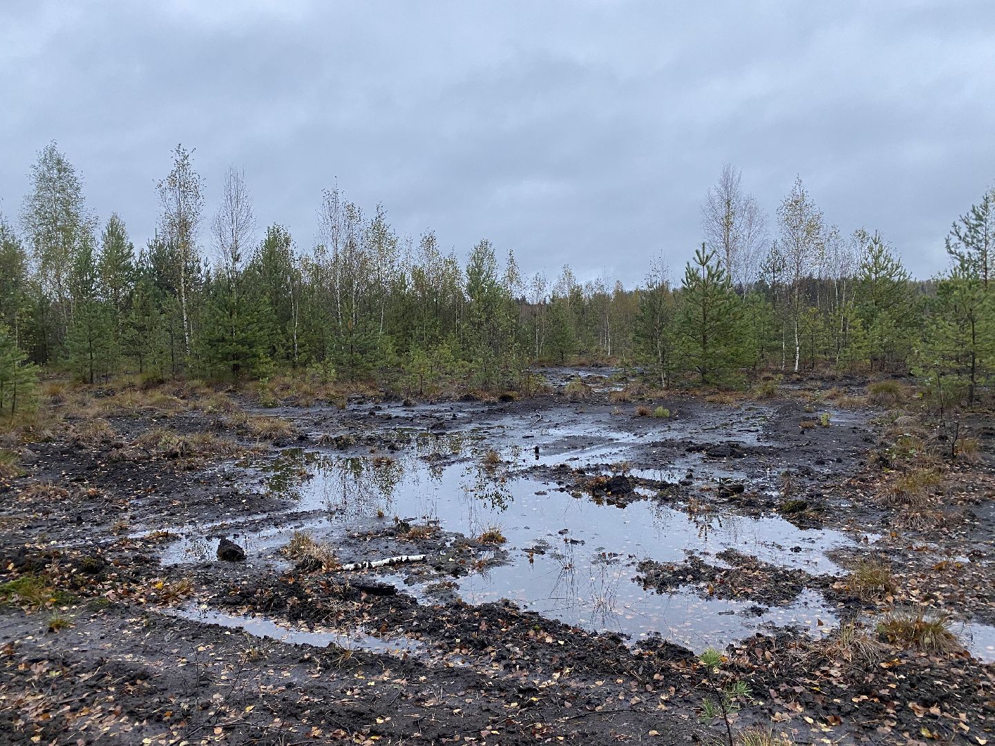 волоколамск, шитьково, болота, озеро, торфянники, легенды, миф, сказки, лес, лесное озеро,